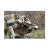 Puzzle trois Loups gris - Loups-Anges