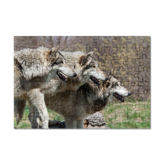 Puzzle trois Loups gris - Loups-Anges