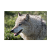 Puzzle tête de Loup gris - Loups-Anges
