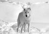 Canvas Loup blanc dans la neige - Loups-Anges